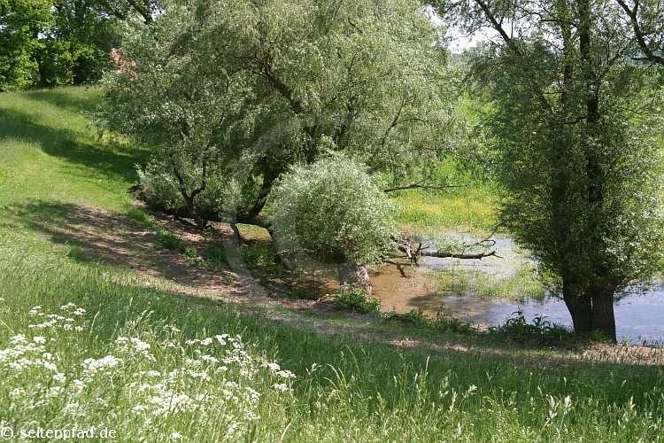 Elbtalaue bei Lenzen &copy seitenpfad.de