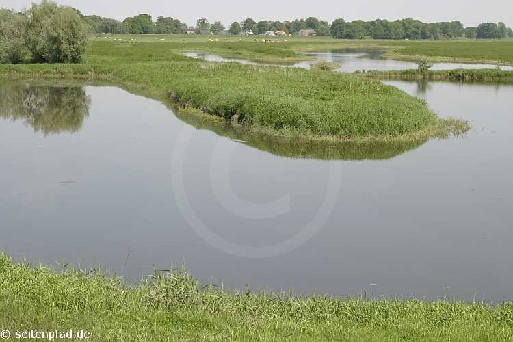 Elbtalaue bei Lenzen &copy seitenpfad.de