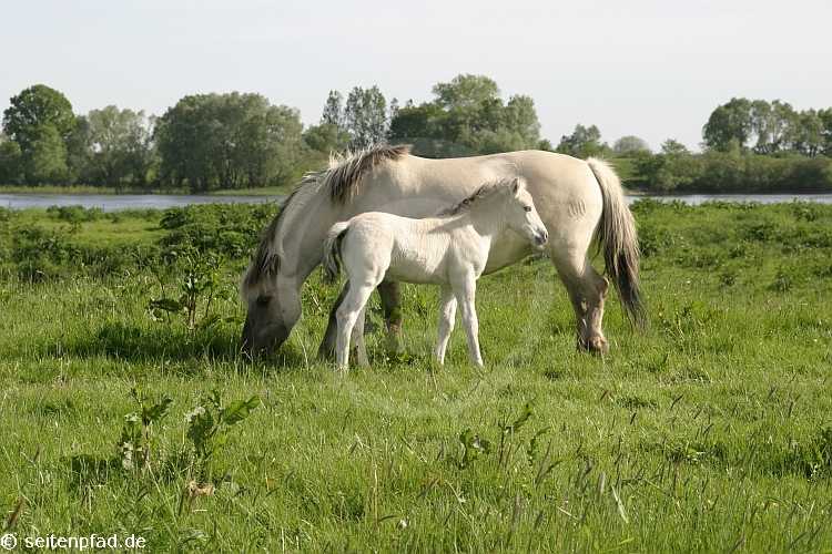 Elbtalaue bei Lenzen &copy seitenpfad.de