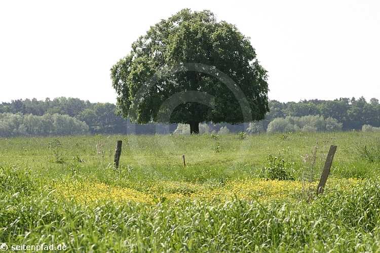 Elbtalaue bei Lenzen &copy seitenpfad.de