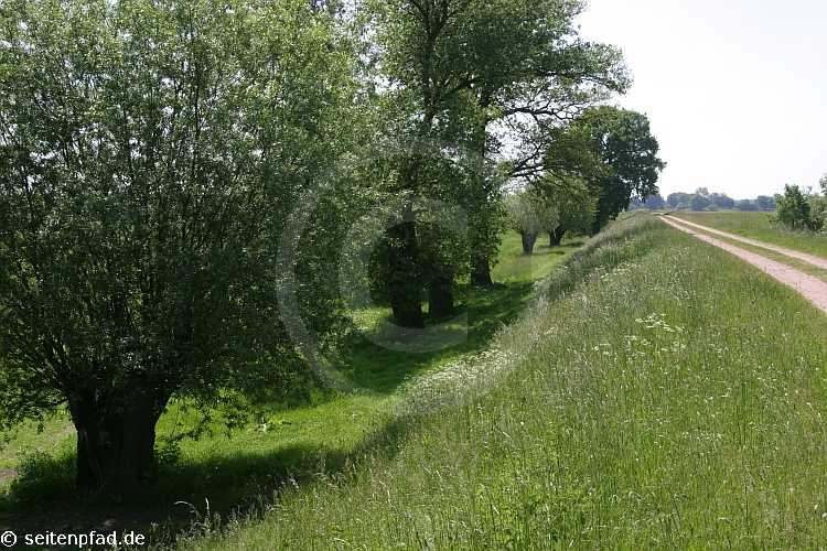 Elbtalaue bei Lenzen &copy seitenpfad.de