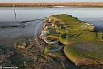 Friedrichskoog