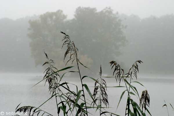 Schilf im Nebel